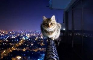 кот на высоте
